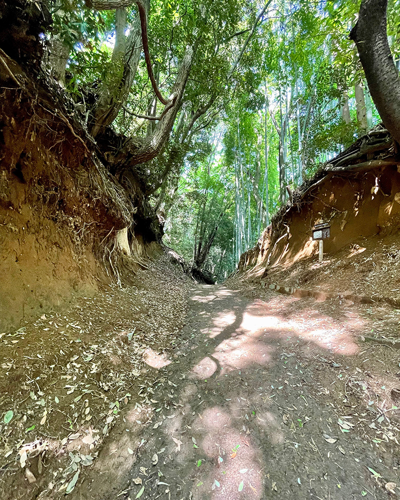 江戸への近道、関屋の切通しの写真