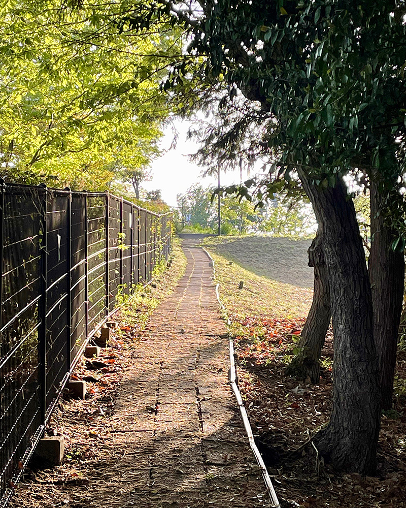 ダリア園のわきの道を抜けていく写真