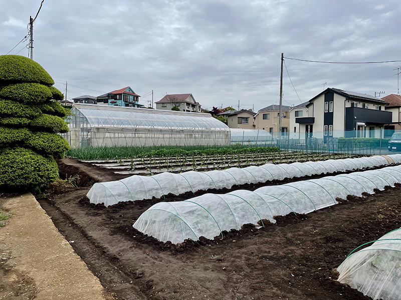 住宅街の中に畑がちらほらとあった写真