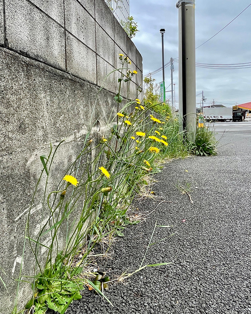 やけに茎の長いタンポポだと思ったら、「ブタナ」という別の植物だった写真