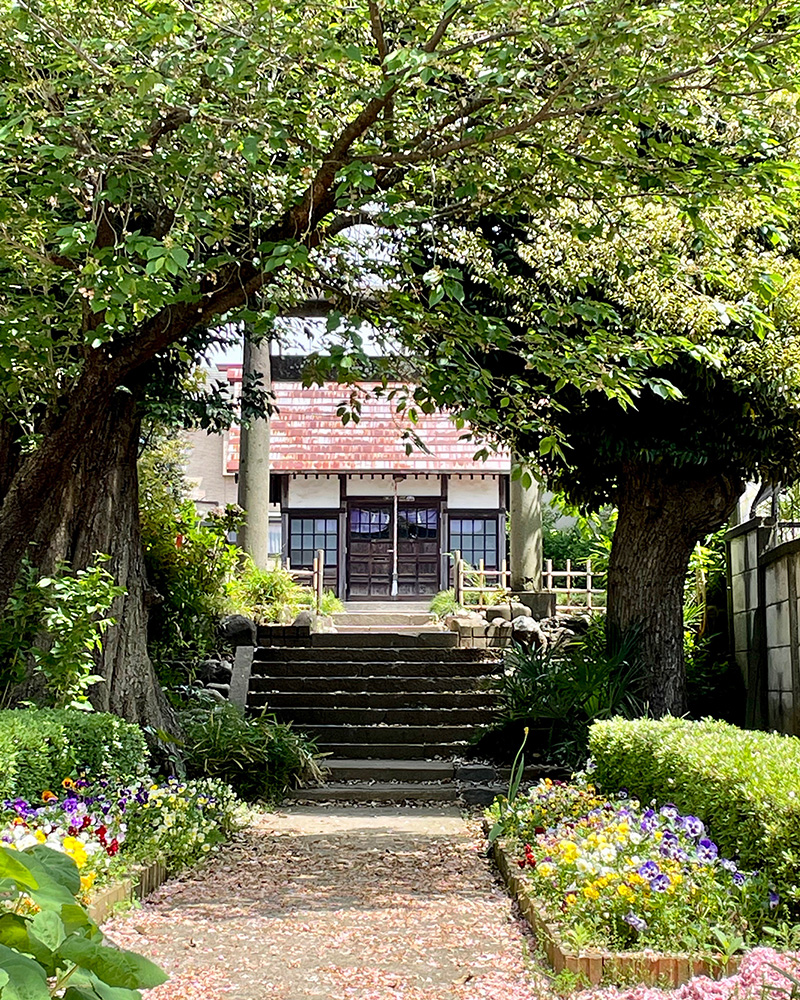瀬谷神明社、緑がまぶしい写真