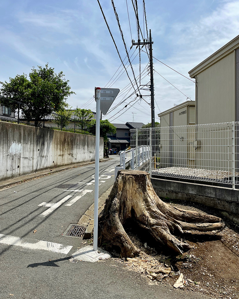 伐られた木は樹齢何年だったのだろう写真