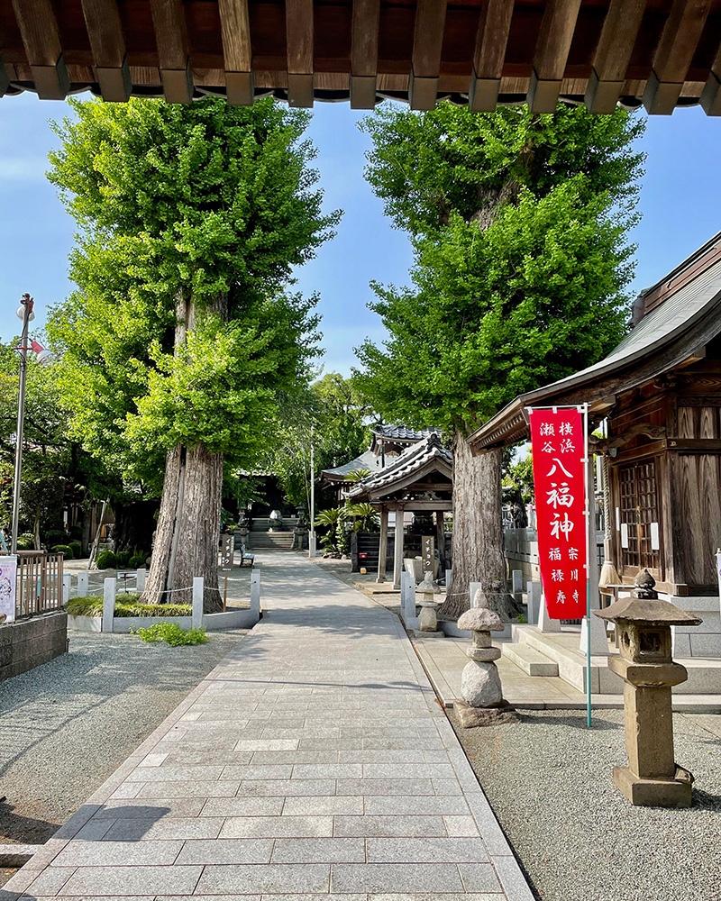 中原往還の瀬谷問屋場跡にある宗川寺の夫婦銀杏の写真