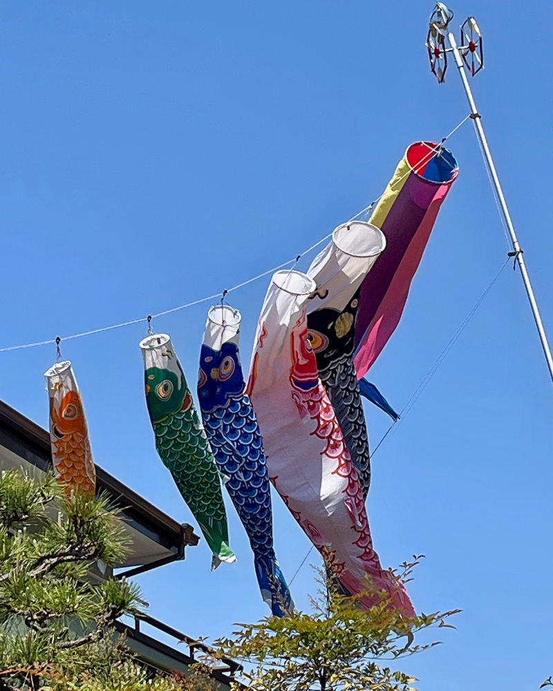 鯉のぼりが優雅に泳いでいた写真