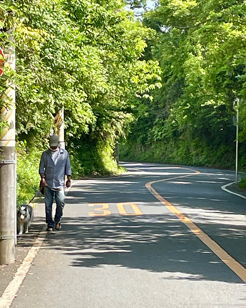 昼下がりの犬の散歩の写真