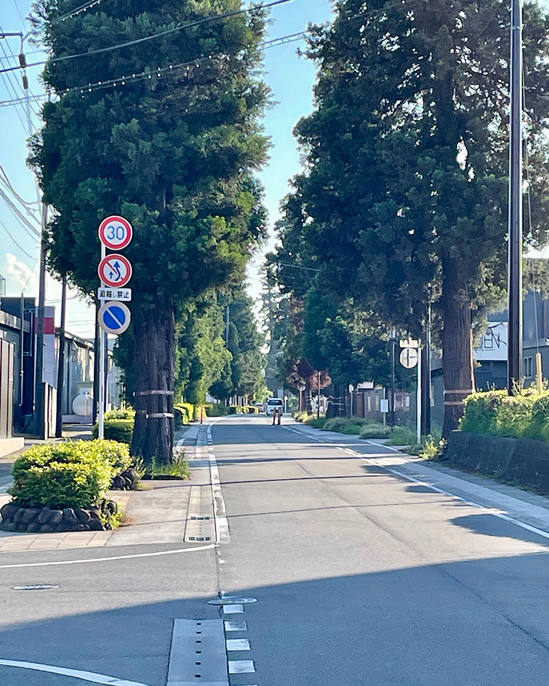 原市の杉並木の写真