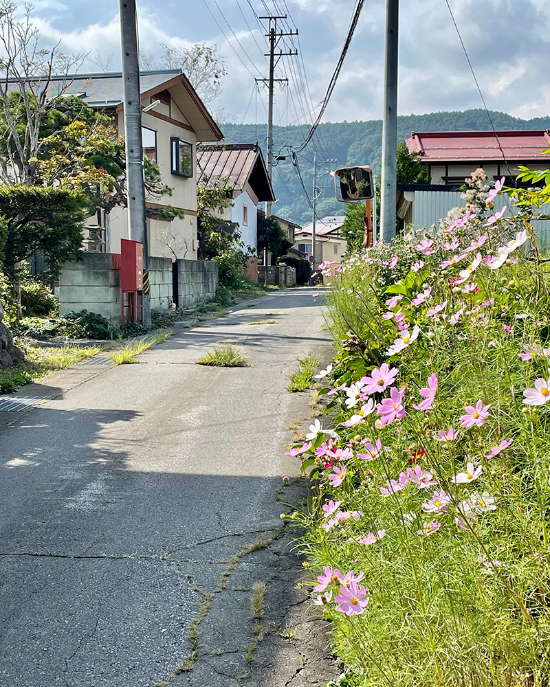 陽だまりのコスモスの写真