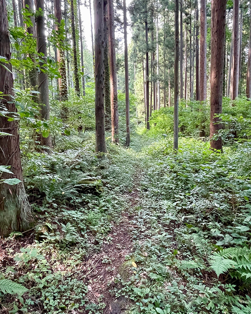 めったに人が通らなそうだの写真
