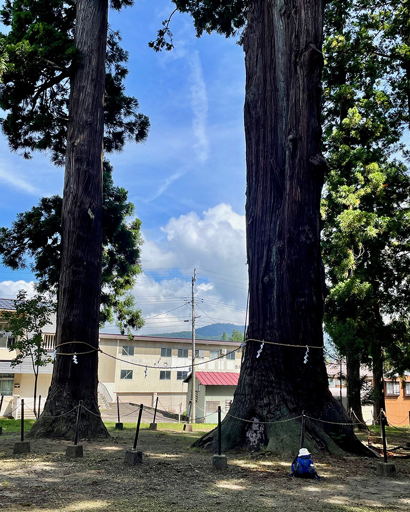 天神社の大スギの写真