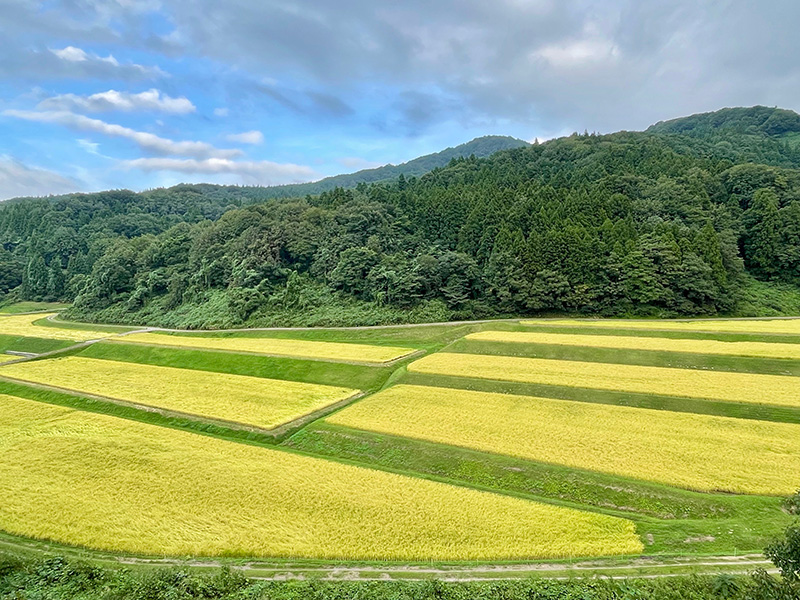 緑がまぶしい写真