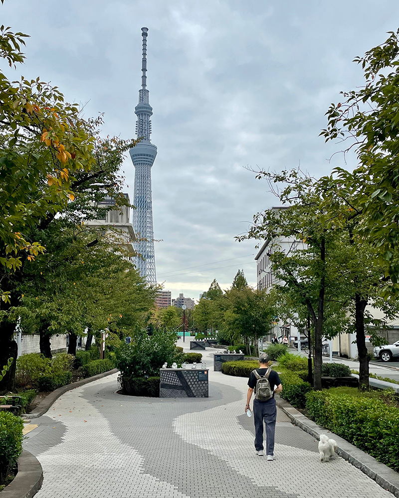 山谷堀公園から見えるスカイツリーの写真