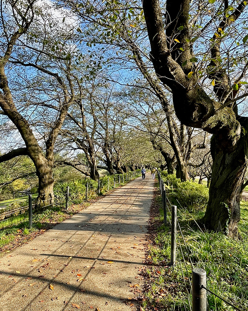 権現堂堤の桜並木の写真