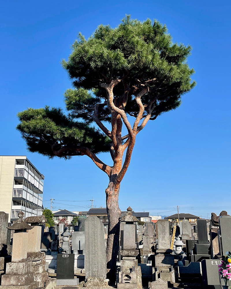 桂林寺にある蒲生君平の墓の写真