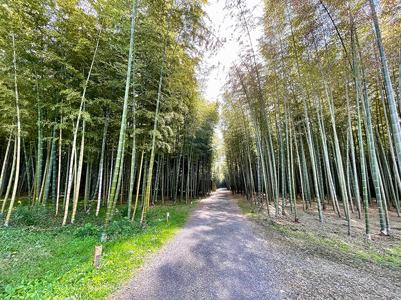 竹林の道が始まった写真