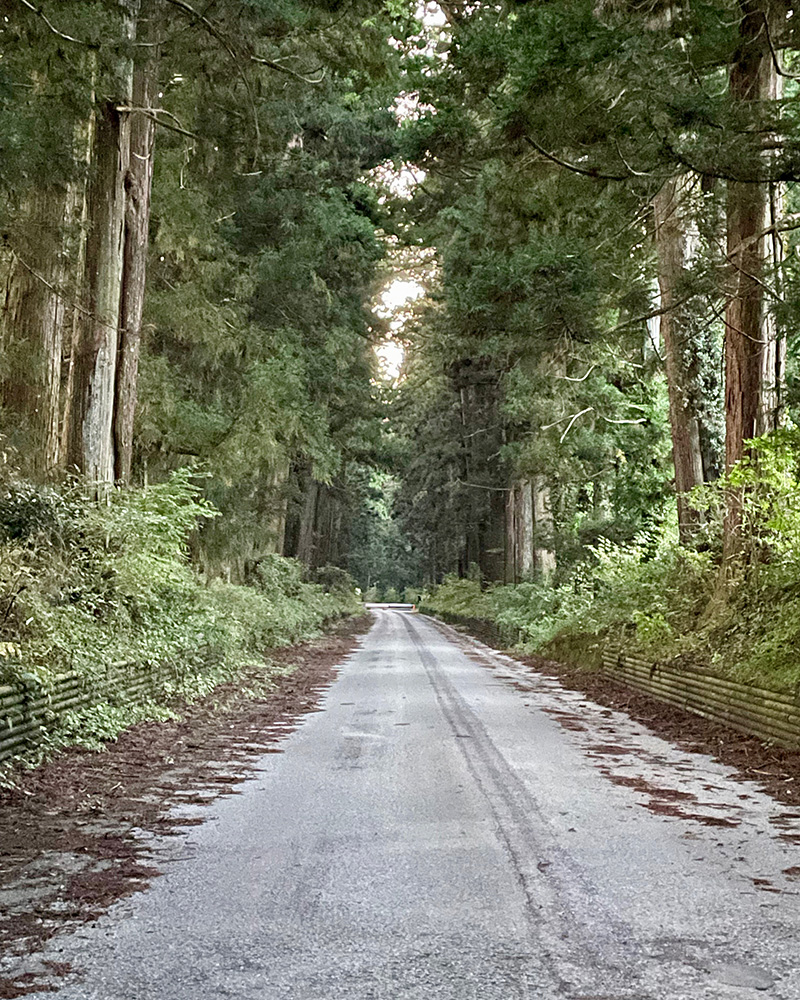 ひたすら並木道を歩く写真