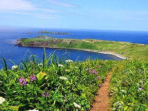礼文島の写真
