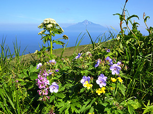 礼文島の写真