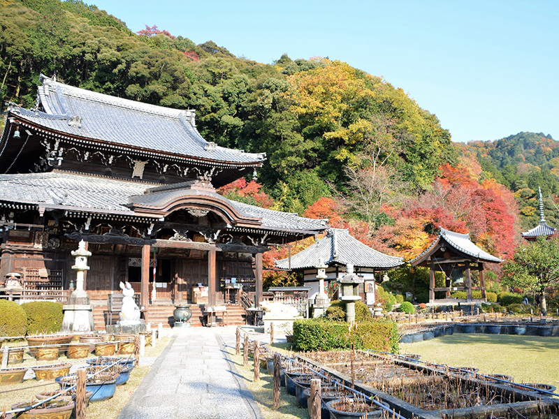 三室戸寺の写真