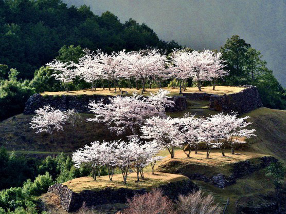 桜の木の写真