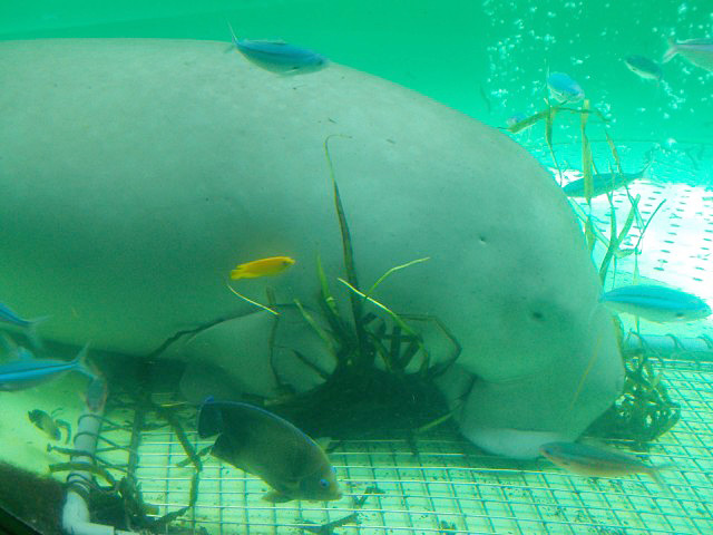 鳥羽水族館の写真