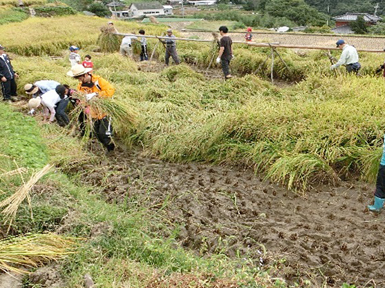 棚田オーナー制度での稲刈りの写真