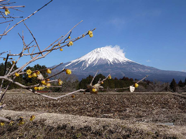 平成棚田の写真