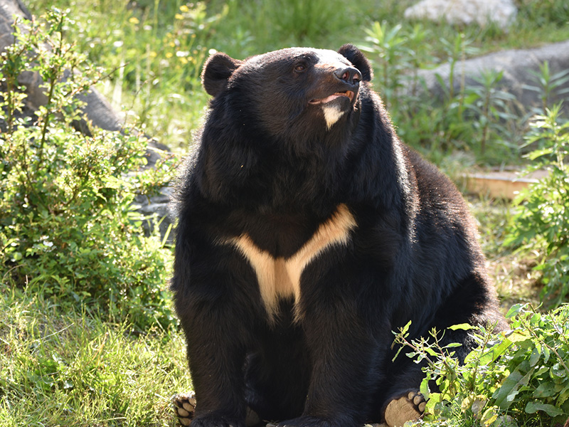 クマの写真